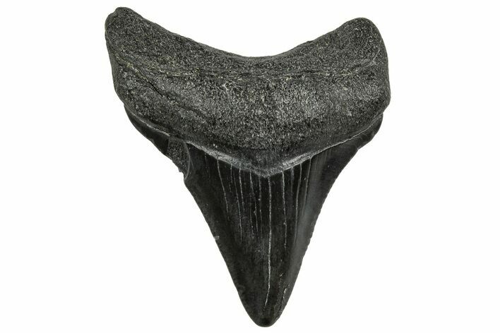 Juvenile Megalodon Tooth - South Carolina #328491